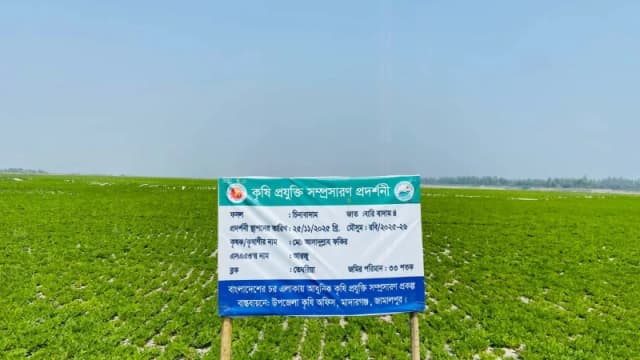 মাদারগঞ্জে যমুনার চরে পেঁয়াজ ও বাদামের বাম্পার ফলনের সম্ভাবনা