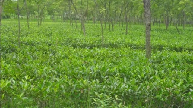 উত্তরের সমতলে চা উৎপাদনে রেকর্ড