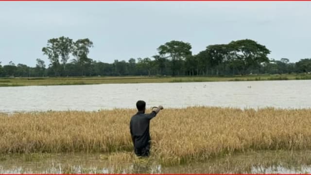 জমিতে কোমরসমান পানি, শ্রমিক সংকটে দিশেহারা হালুয়াঘাটের কৃষক