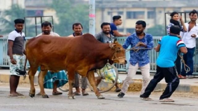 পশুর যে ৪টি ত্রুটি থাকলে আপনার ক...