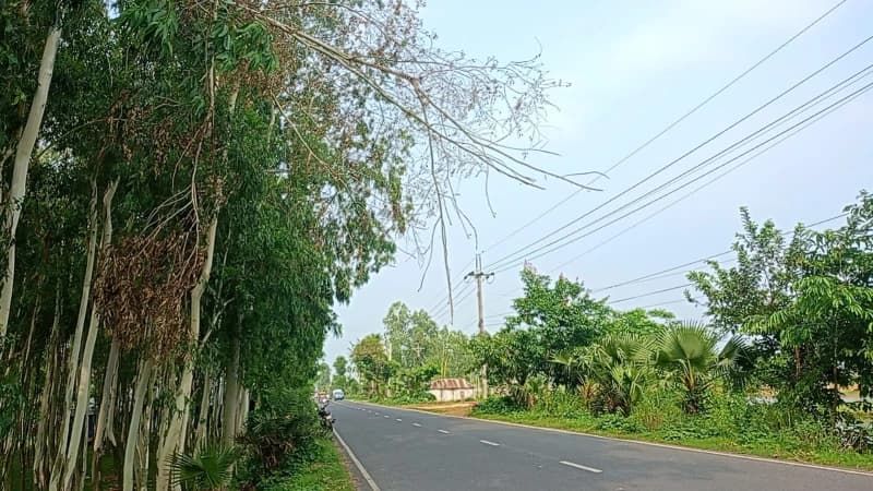 পলাশবাড়ীতে ঝুঁকিপূর্ণ গাছের ডালে মহাসড়কে যান চলাচল ব্যাহত, দুর্ঘটনার শঙ্কা