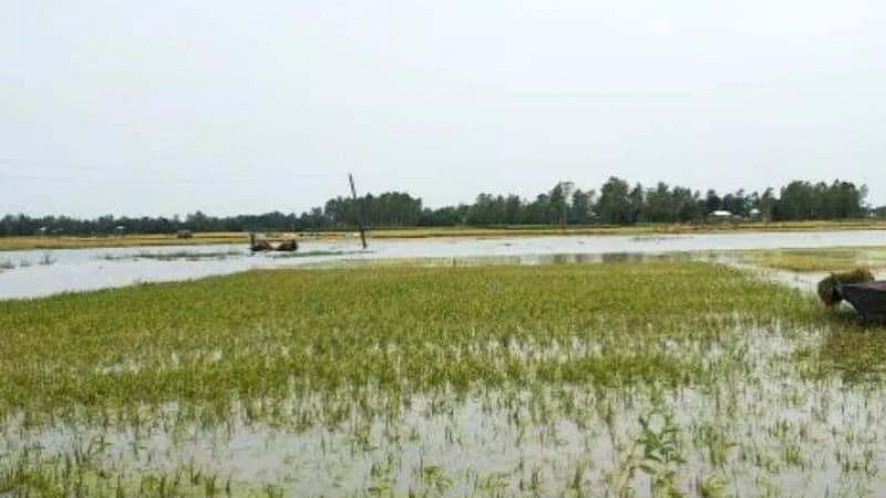 হঠাৎ বন্যায় চট্টগ্রামের কৃষি ও মৎস্যখাতে শতকোটি টাকার ক্ষতির আশঙ্কা